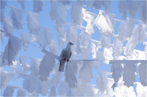 dove on paper decorations